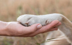 Patili Dostlarımızın Geleceğini Güvence Altına Almak: Kapsamlı Evcil Hayvan Koruma Rehberi
