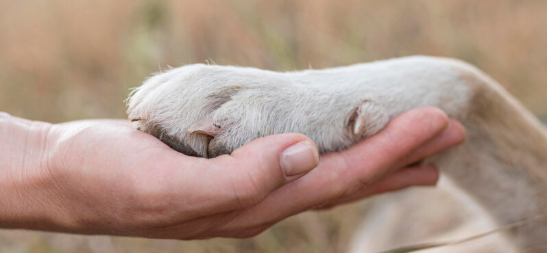 Patili Dostlarımızın Geleceğini Güvence Altına Almak: Kapsamlı Evcil Hayvan Koruma Rehberi